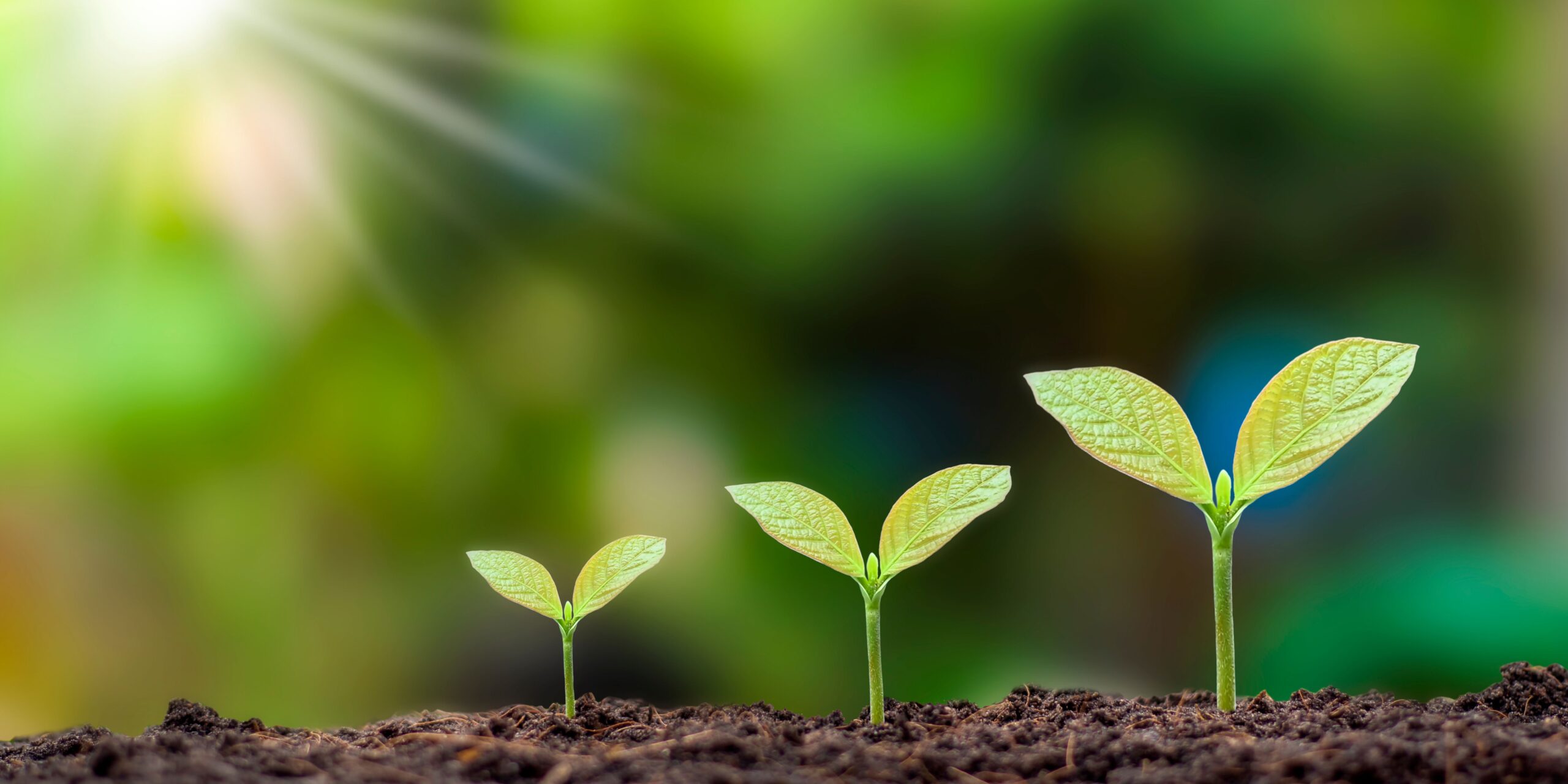 Devotions (Plants) | Emmanuel Faith Community Church | Escondido, CA